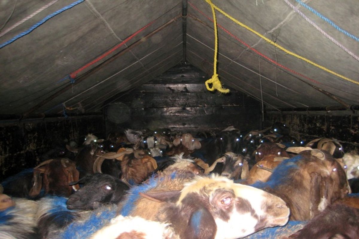 گیلان- احشام زنده قاچاق