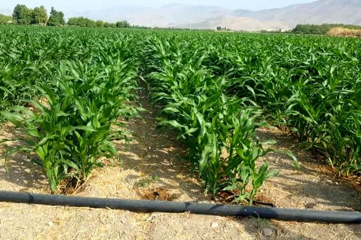 ذرت علوفه ای 