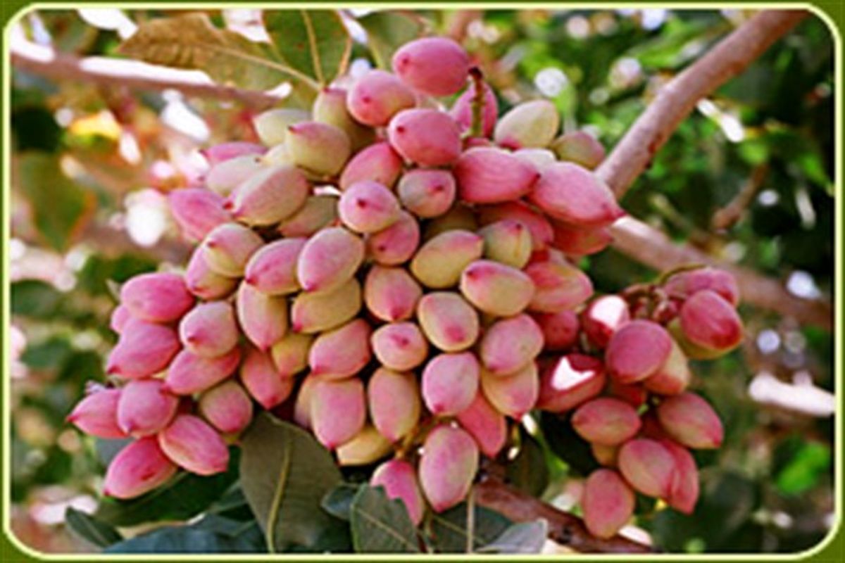 اصفهان- پسته