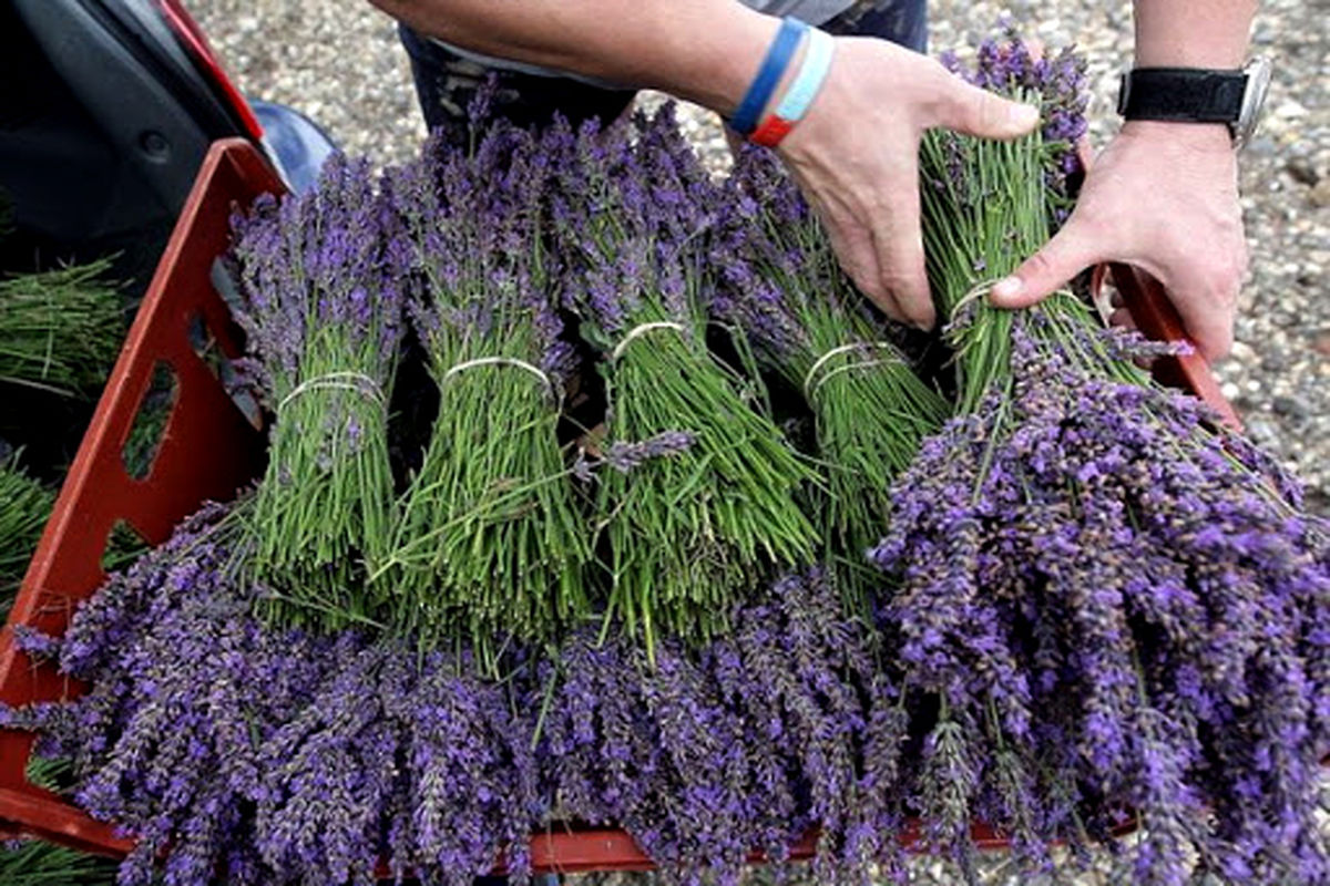 گیاه اسطوخودوس