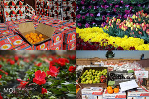 گله مندی معاون وزیر جهاد کشاورزی از قاچاق گل و میوه/ اختلاف نظر دولت با شهرداری