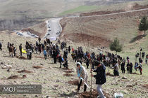 طرح کاشت یک میلیارد درخت تدوین می‌شود