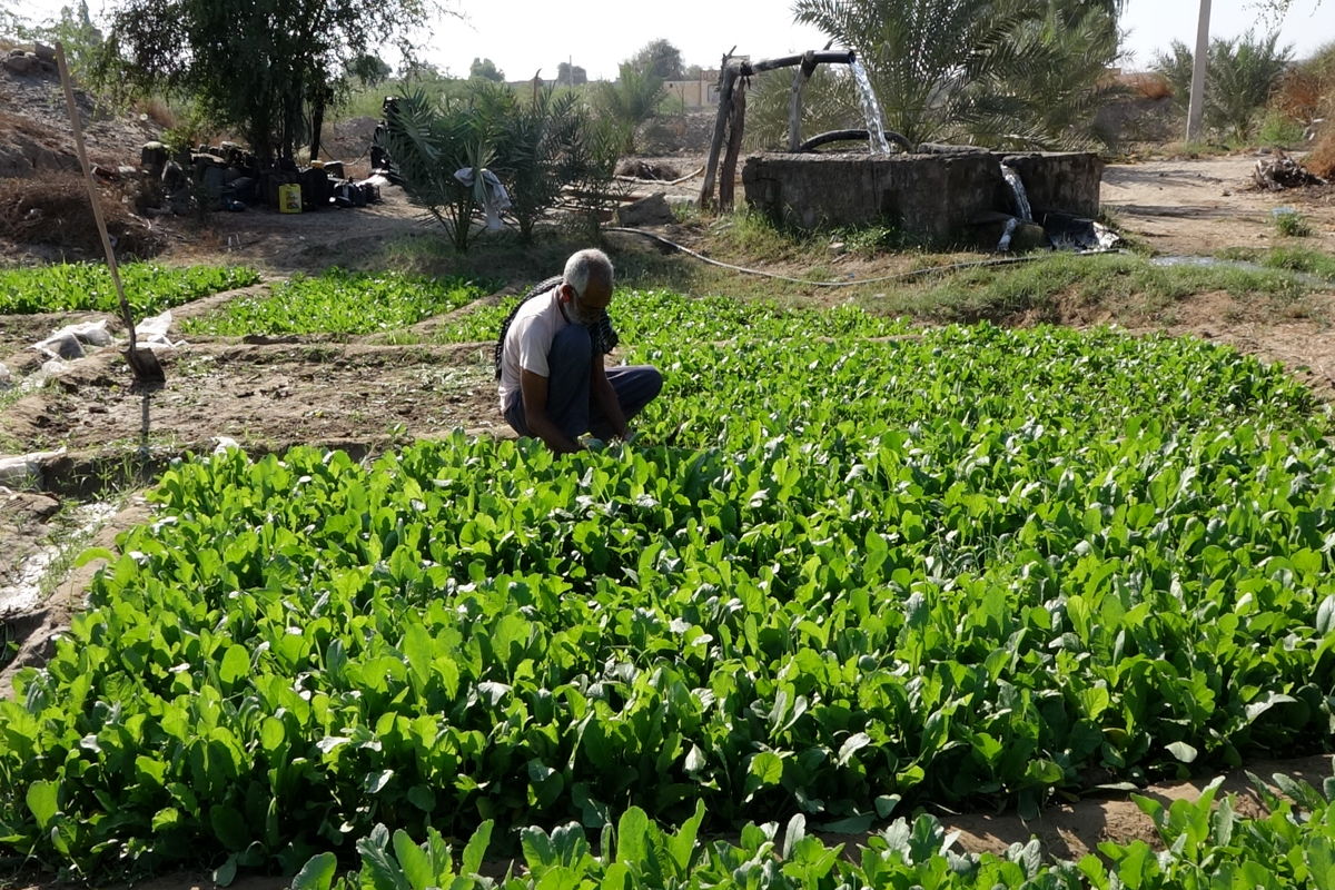 کشاورزی+هرمزگان