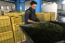  کودهای شیمیایی در محصولات باغی امان صادرات را گرفته است