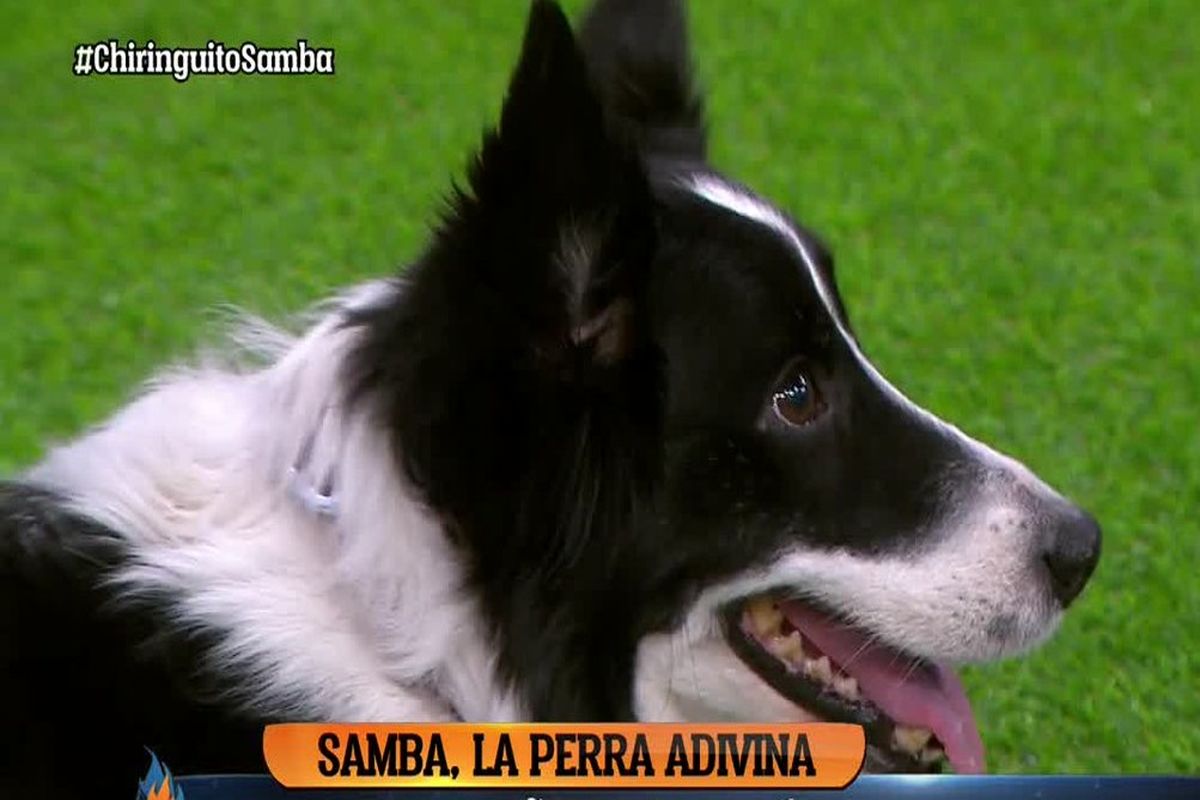 سگ پیشگو اسپانیا