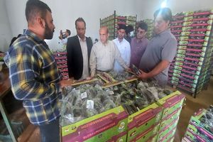 رتبه اول صادرات محصولات گلخانه‌ای سیستان و بلوچستان به شهرستان خاش اختصاص دارد 
