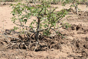 100 هکتار از باغات انار تنگه سیاب شهرستان کوهدشت از رسوبات سیل پاکسازی شد/ پاکسازی باغات انجیر پلدختر در حال انجام است