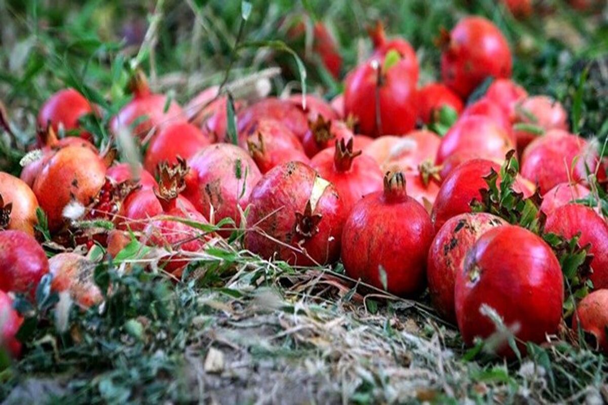 کرم گلوگاه