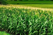 توجه به امنیت غذایی اولویت توسعه در هرمزگان باشد