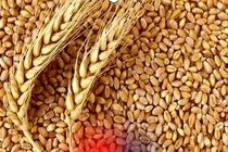 کشف گندم قاچاق در آوج