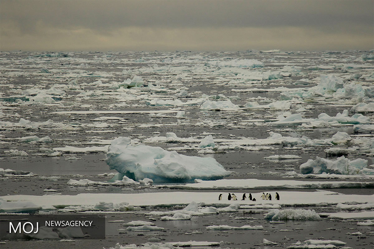 حیات در قاره قطب جنوب