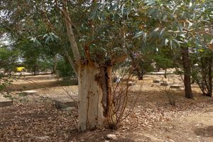 شناسنامه باغات و اراضی اراک تهیه می‌شود