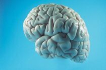 احتمال ابتلابه آلزایمراز۱۸ سالگی قابل تشخیص است