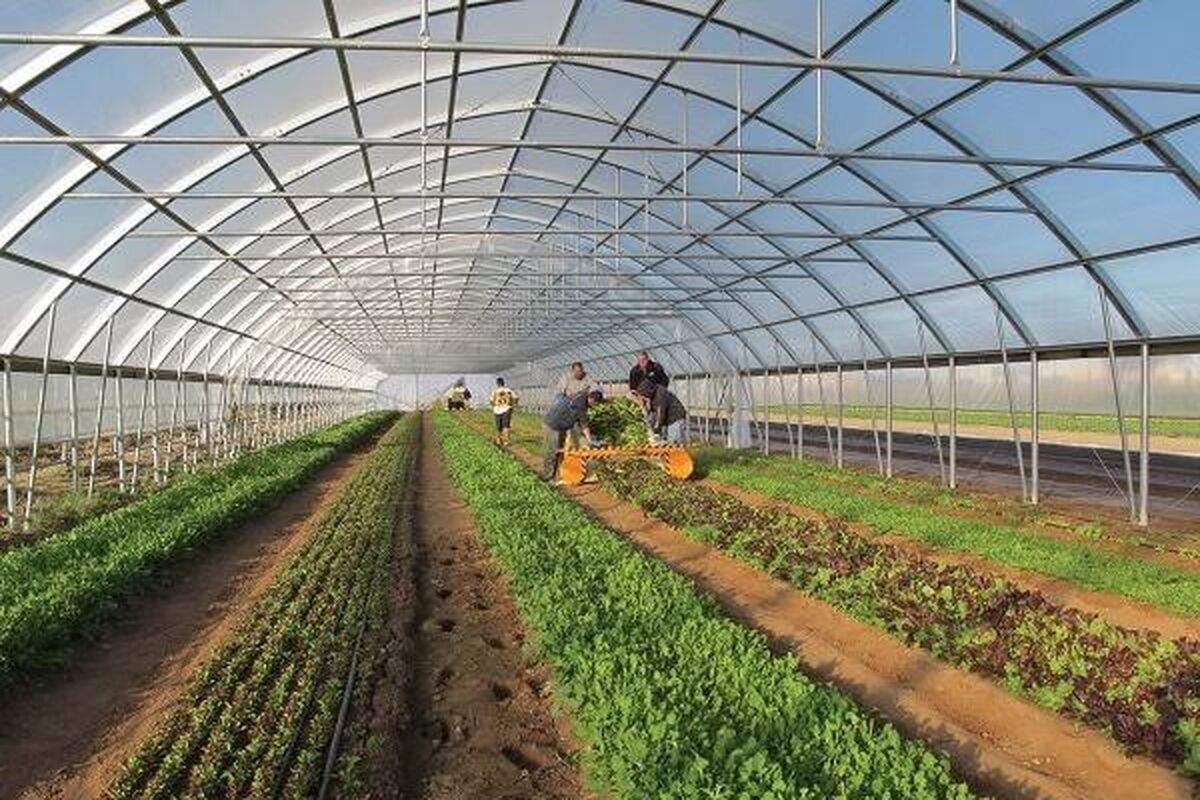 طرح گلخانه‌ای جدید 