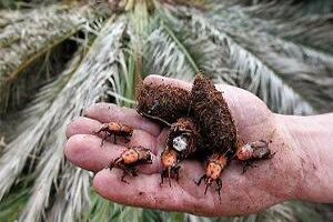 اجرای طرح مبارزه با آفت سوسک حنایی در نخلستان های هرمزگان