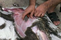 خارپشت کُشی به بهانه درمان منبع علمی ندارد