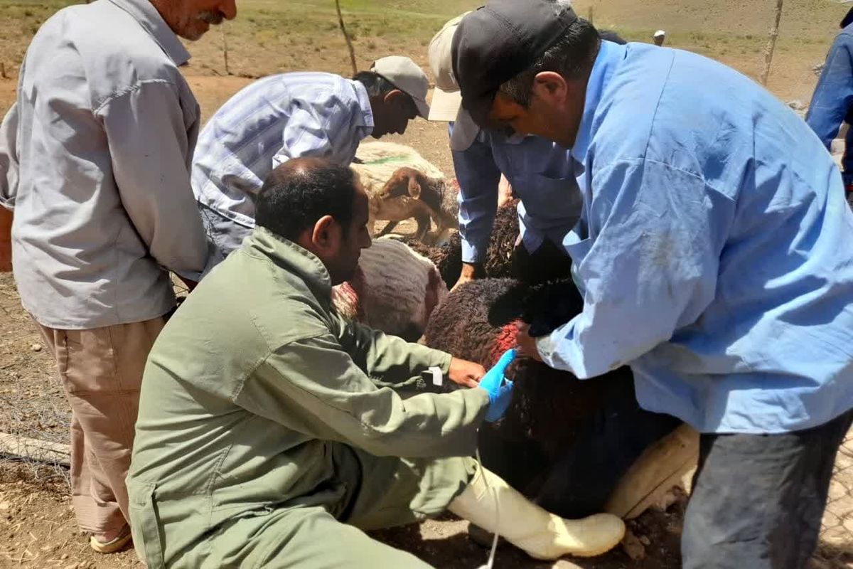 عکس خبر دامپزشکی