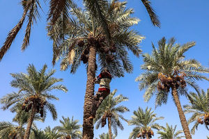 بیش از هشت هزار تن خرما در خرمشهر برداشت شد