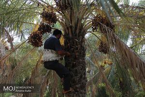 ۱۴۰ هزارتن خرما در هرمزگان برداشت شد