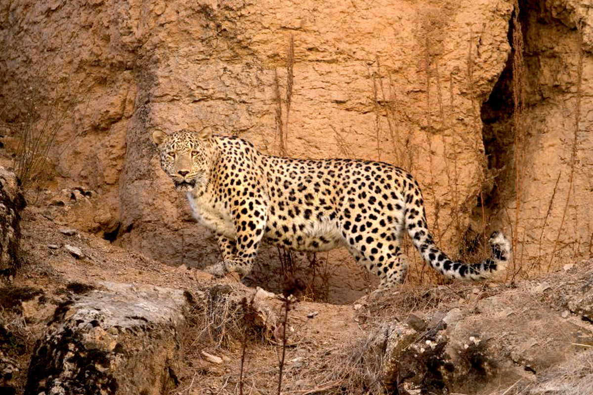 خطر انقراض حیات وحش