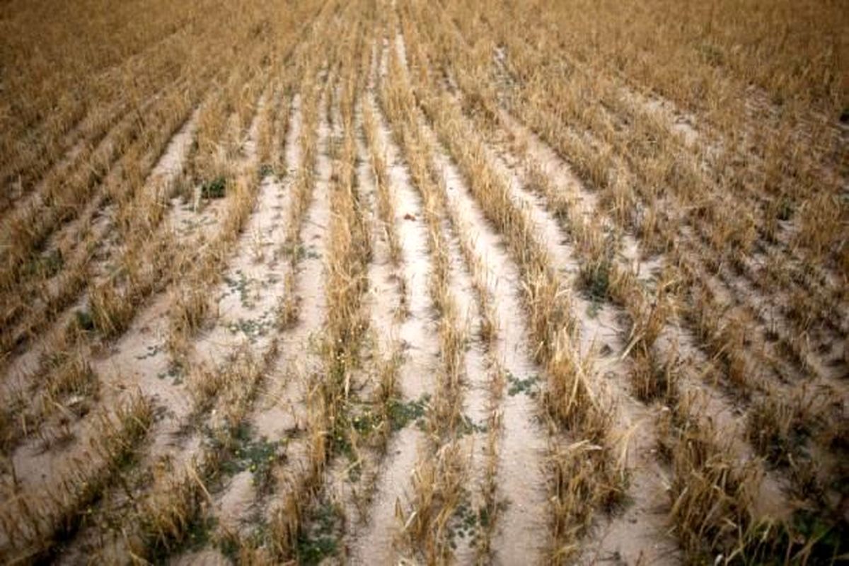 محصول جو تایباد 