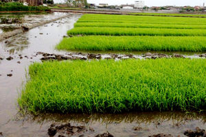 تکمیل خزانه گیری برنج در ۲۵ هزار هکتار شالیزار ساری