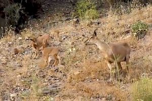 گشت و گذار آرام حیات وحش در رودان هرمزگان + فیلم