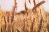 پرداخت بیش از ۵۸۰۰ میلیارد تومان از مطالبات گندمکاران ایلام