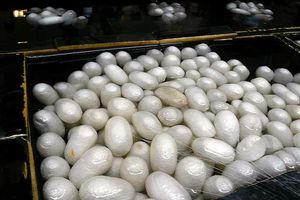 کنگره بین المللی نوغانداری با شعار «ابریشم برای جهانی سبز و توسعه پایدار» برگزار می شود