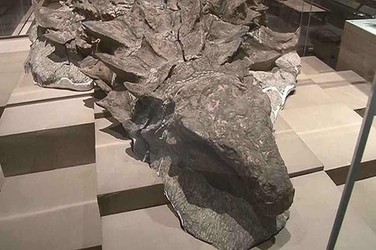 فسیل