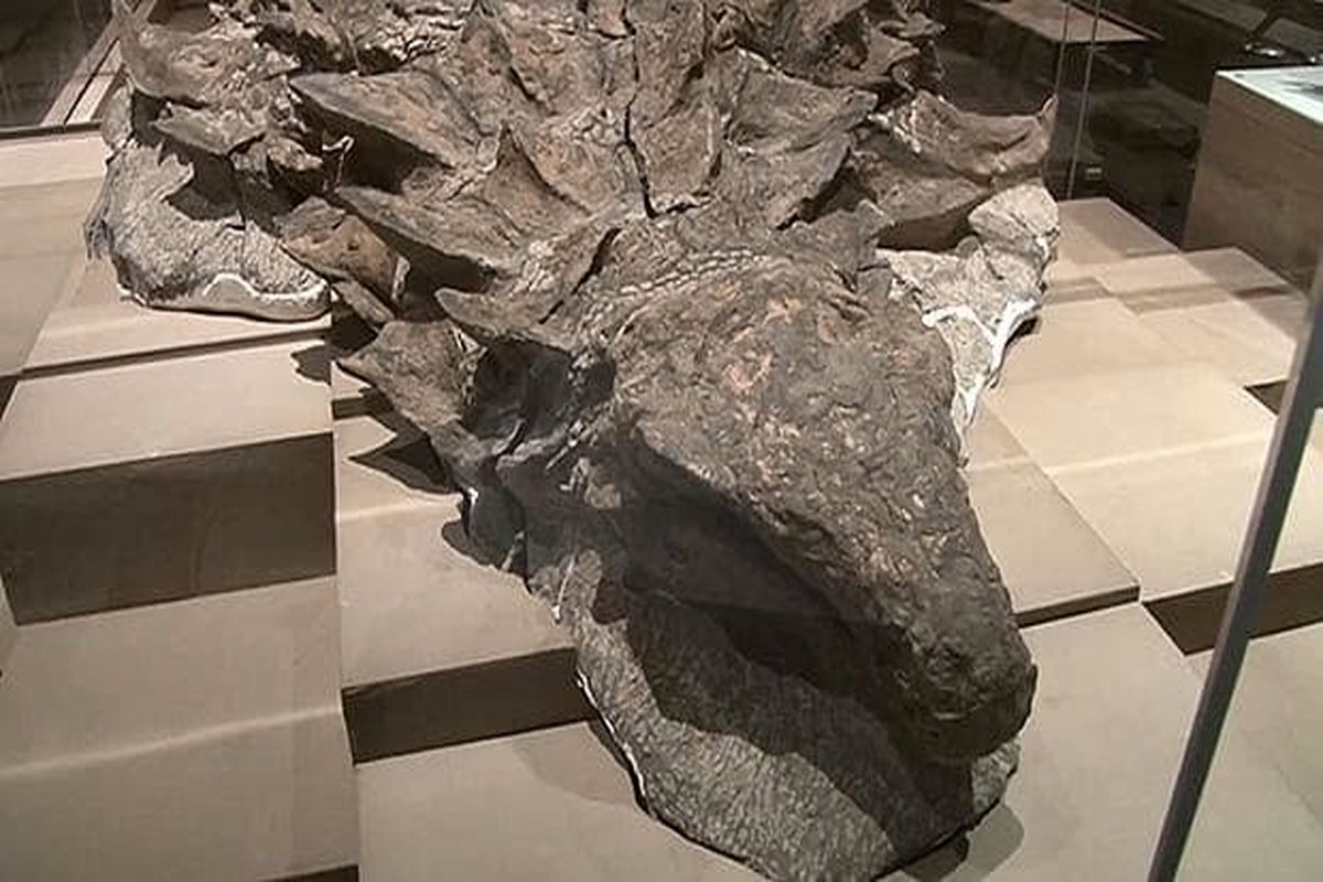 فسیل