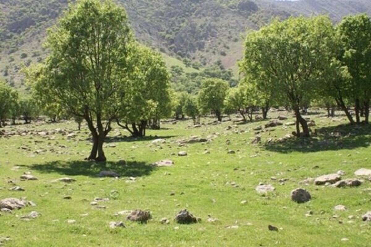 اراضی ملی
