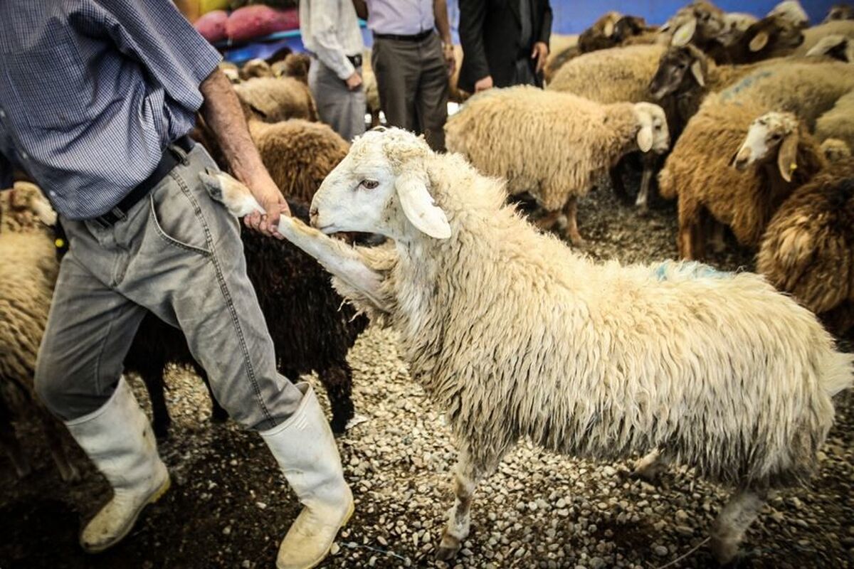 قاچاق دام زنده