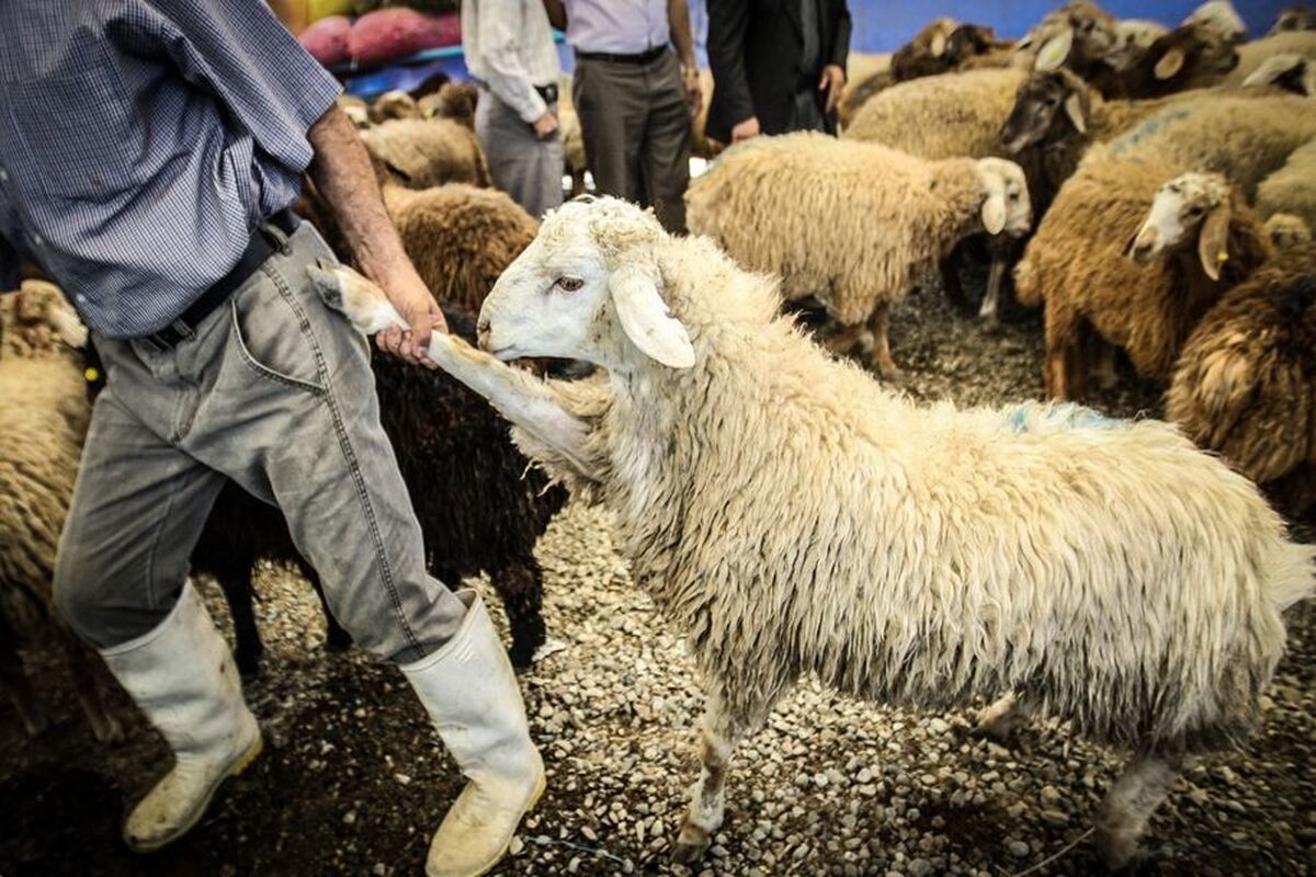 قاچاق دام زنده