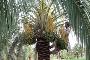 ظرفیت های پنهان مچ بند 