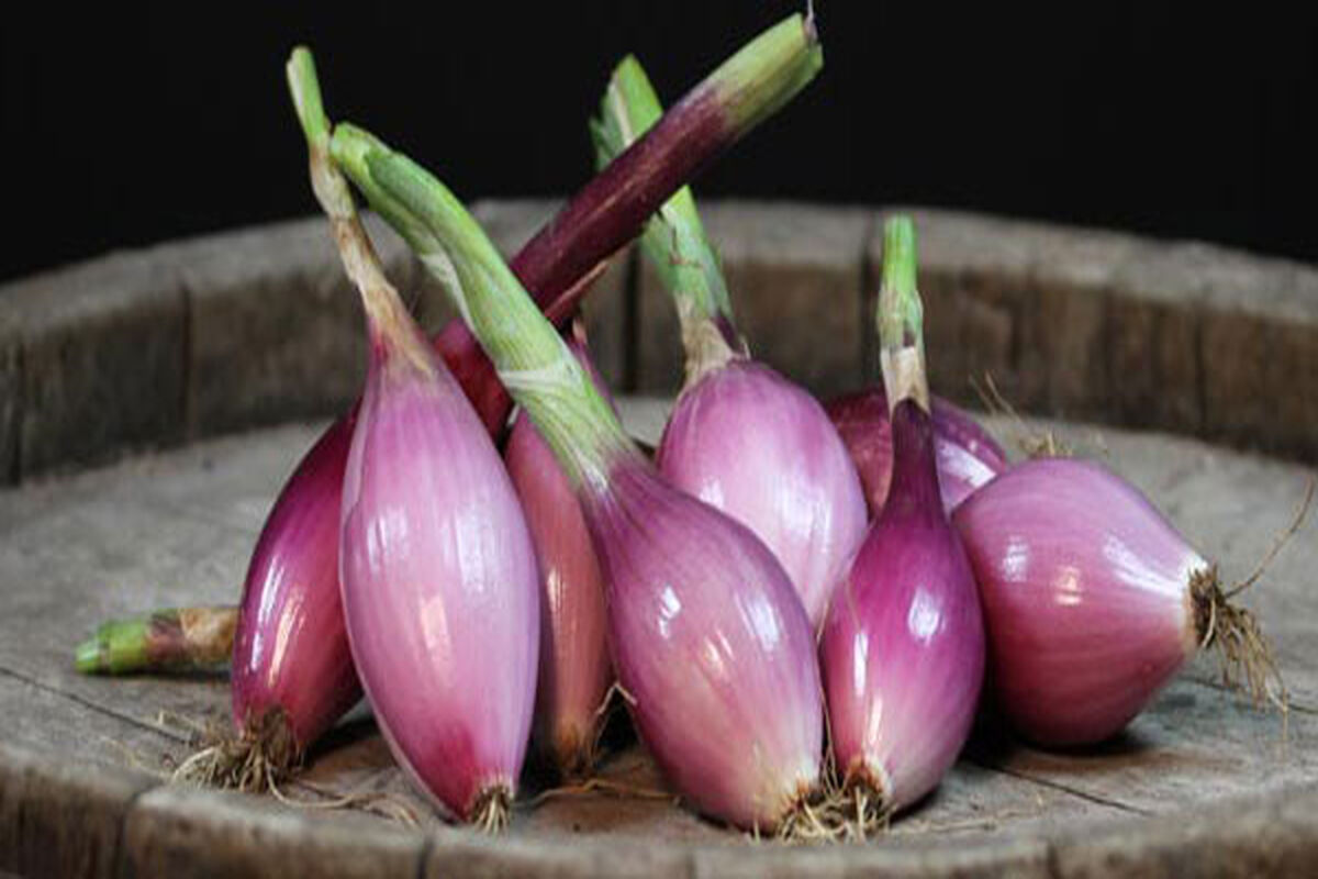 موسیر