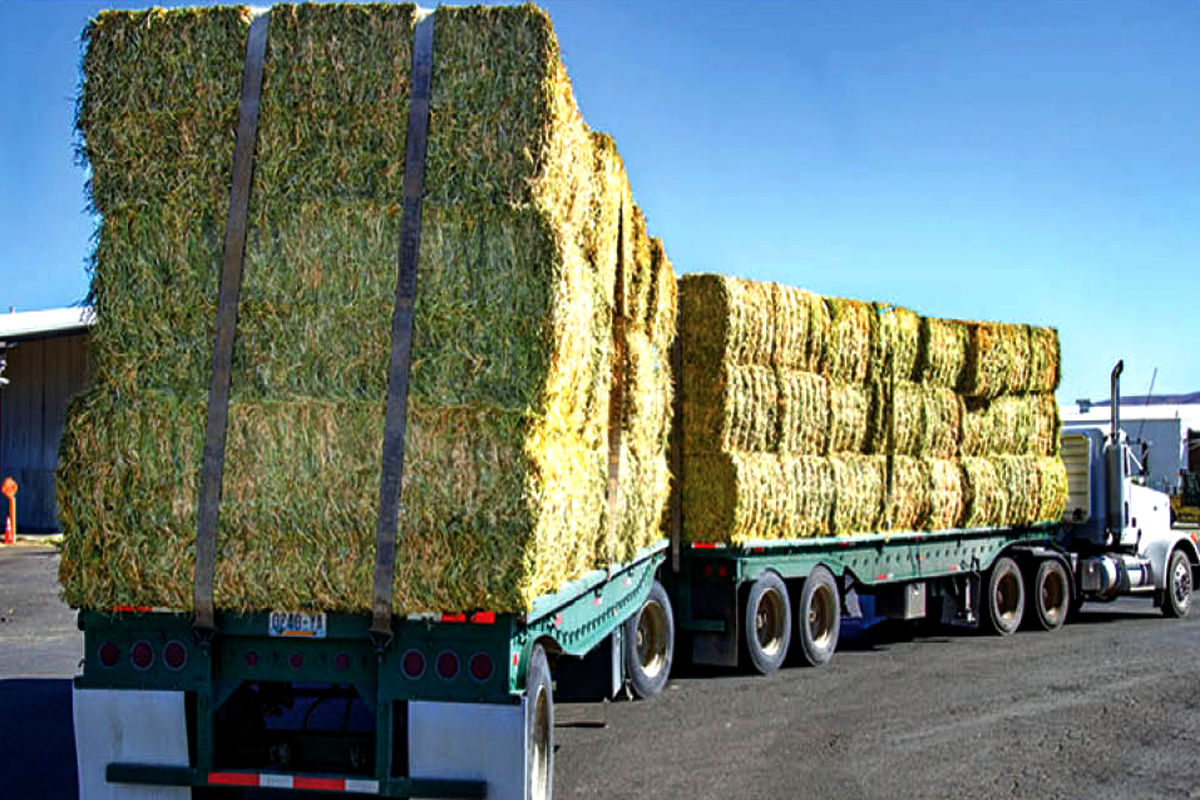  تأمین علوفه در کاشمر