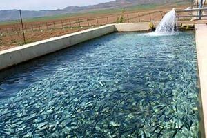 اعطای ۲۳۰ میلیارد تومان تسهیلات حمایتی به مزارع آبزی ‌پروری اردبیل