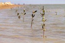 آغاز کاشت 100هزار اصله نهال حرا در سطح تالاب های میناب