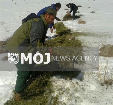 علوفه رسانی به حیات وحش سقز در برف و سرما