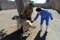 واکسیناسیون بیش از 1200 قلاده سگ علیه بیماری هاری در شهرستان اهواز