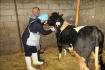 تجمیع خدمات بهداشتی رایگان دامپزشکی در لاهیجان 