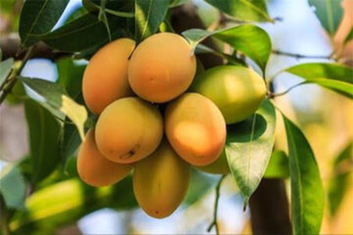 برداشت انبه از باغات هرمزگان