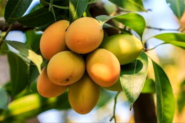 ایران به رتبه‌های تک‌رقمی جهان در ۳۰ محصول باغی دست یافت