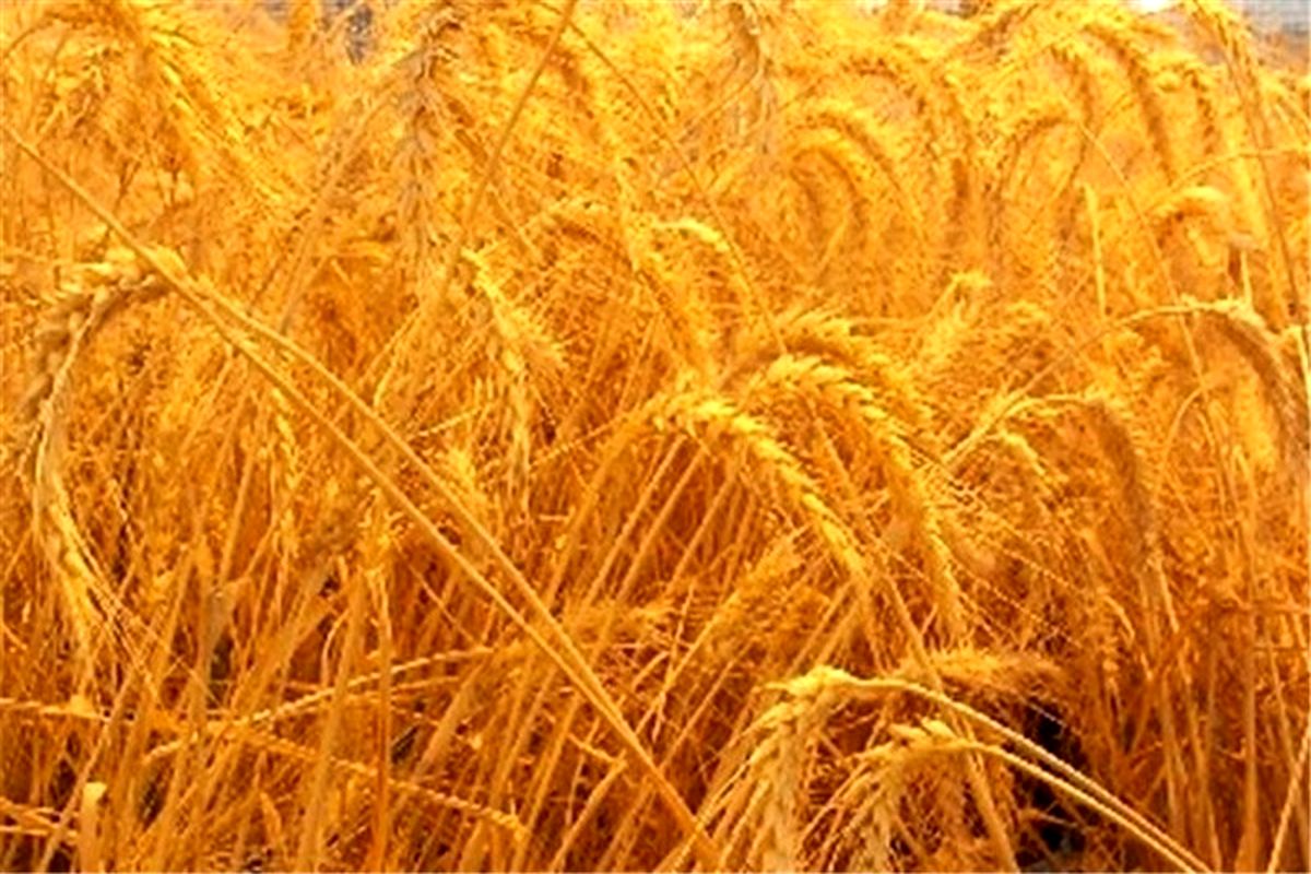 گندم
