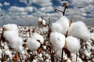 آغاز برداشت پنبه از 300 هکتار از مزارع آران و بیدگل