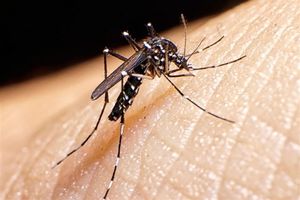 شناسایی ۳ بیمار مبتلا به مالاریا در بندرلنگه