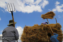 تعیین نرخ گندم روزی میز دولتی‌های کشاورزی