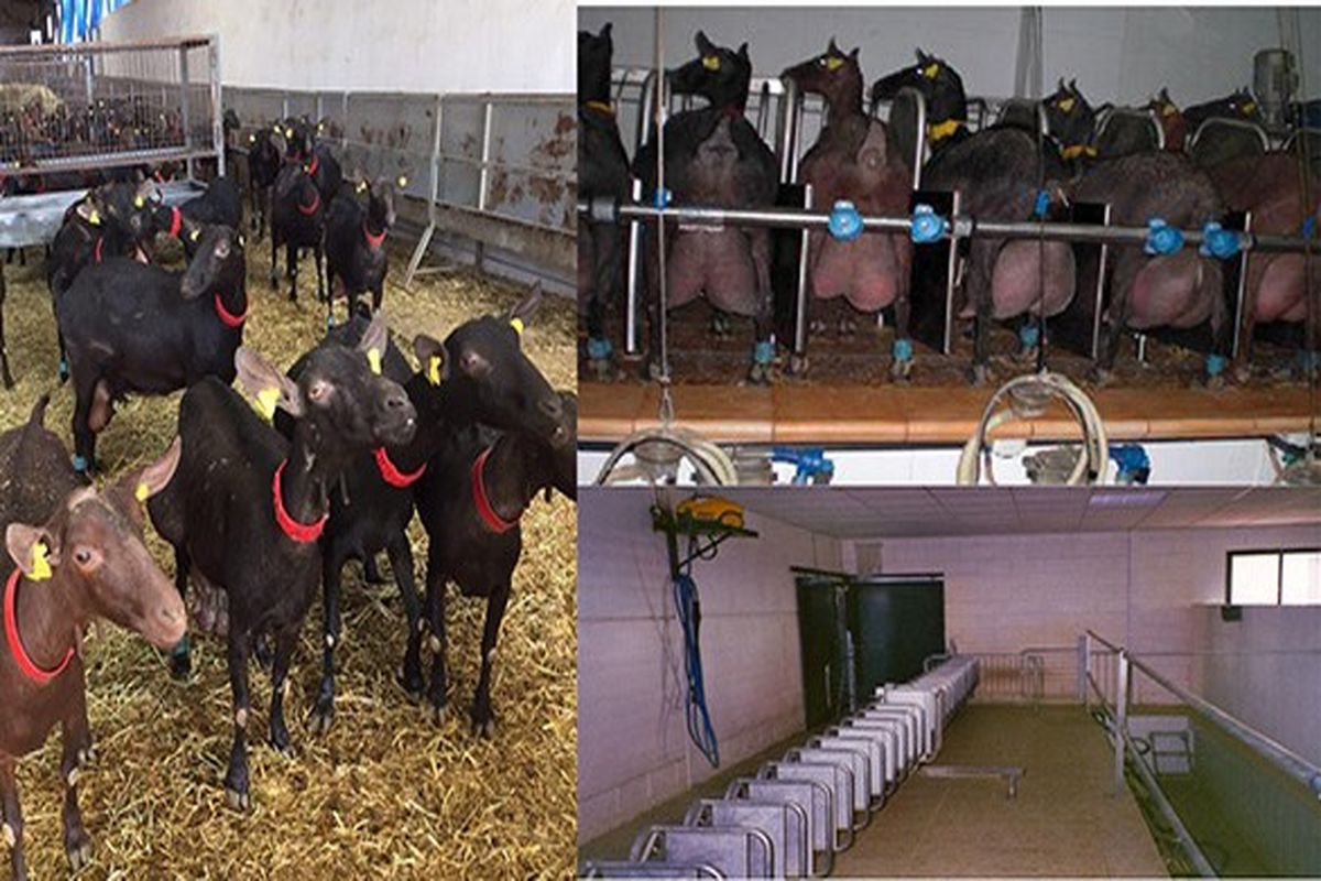 بز مورسيايي