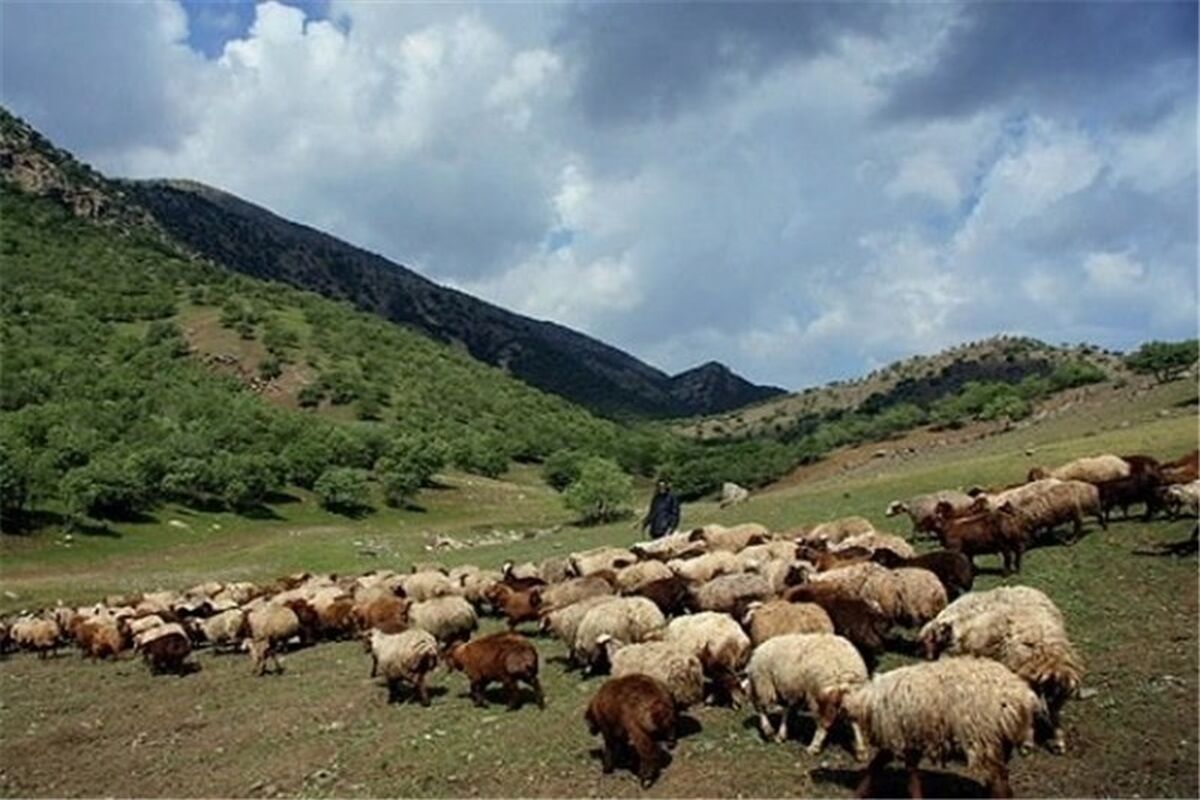 پایش دام